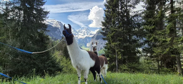 Lamas in alpiner Landschaft mit schneebedeckten Bergen