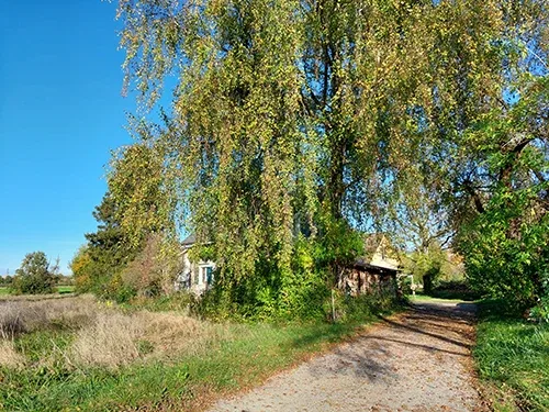 Ländlicher Weg bei sonnigem Wetter mit Bäumen.
