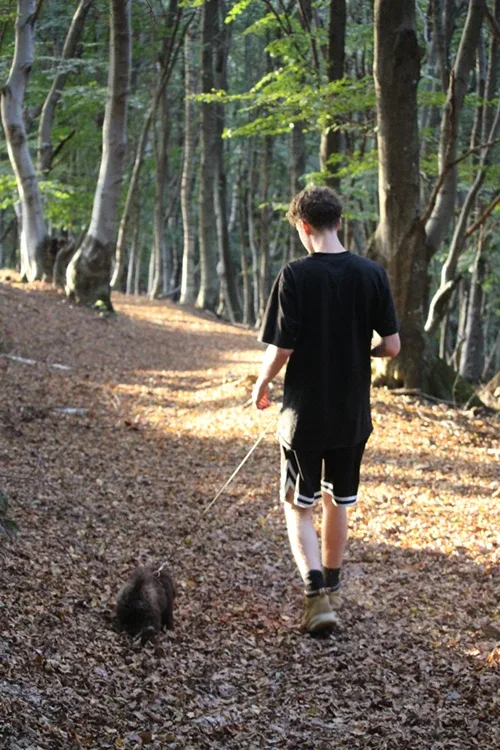 Person mit Hund spaziert im herbstlichen Wald
