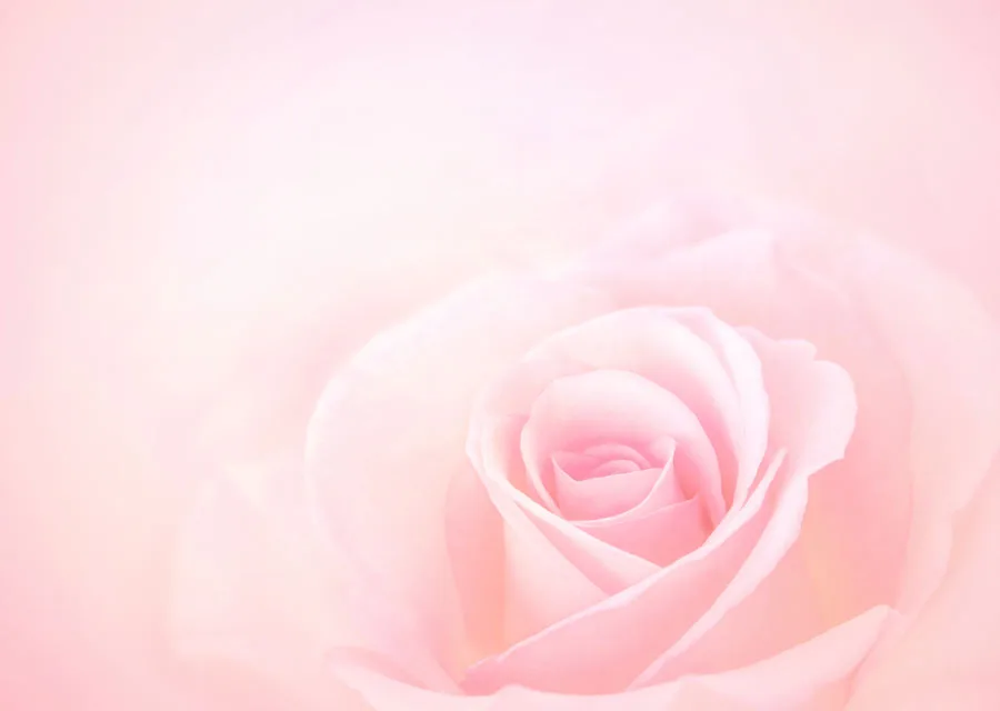 Zartrosa Rose in sanfter Unschärfe