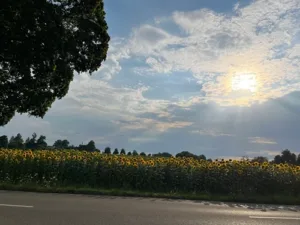 Sonnenblumenfeld bei Sonnenuntergang unter blauem Himmel.