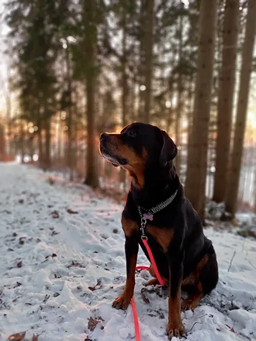 Hund im verschneiten Wald bei Sonnenuntergang
