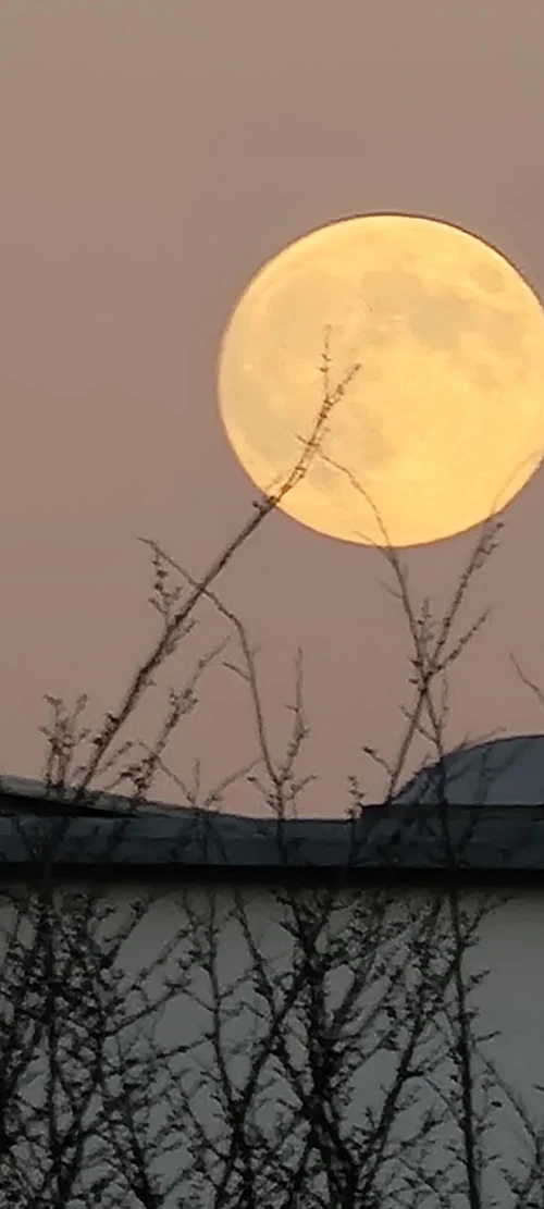 Vollmond hinter Ästen am Abendhimmel